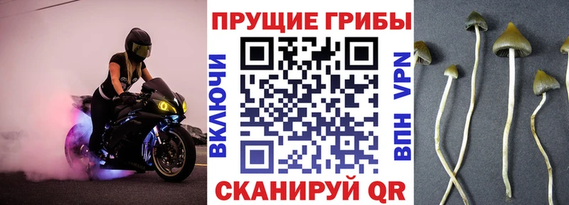 Галлюциногенные грибы мицелий  Купить где  Курчалой 